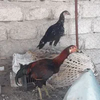 مرغ و خروس اصیل