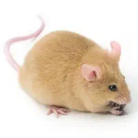 کنترل موش بدون سمپاشی تضمینی شهرک صنعتی مسکونی