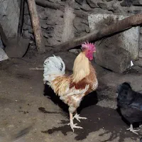 خروس گلین لر