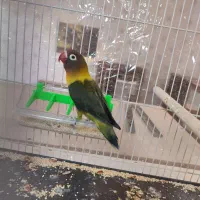 کوتوله برزیلی نر یقه زرد درشت آماده مست نژاددار