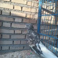 کوهی دمپاک نر  شوشتر
