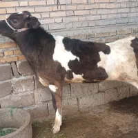 گوساله نر درجه یک