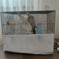 یک جفت عروس هلندی نر و ماده