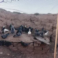 کفتر