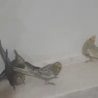 عروس هلندی