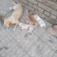 سگ پاکوتاه پامر