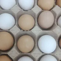 تخم مرغ محلی اصل نطفه دار