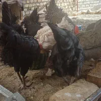 مرغ 9عدد خروس 2عدد