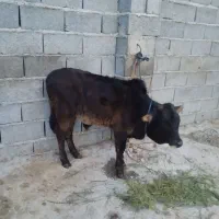 گاو با گوساله