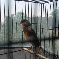 قناری نر رسمی ابلق قرص بخون