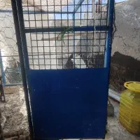 قفس