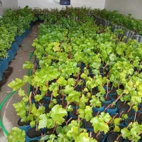 نهال انگور موندراپ