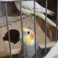 عروس هلندی نر و ماده