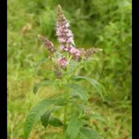 فروش نعناع محلی معطر