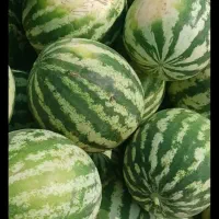 میوه|عمده‌فروشی|مشگین شهر, |دیوار