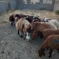 بره نر سبک وزن
