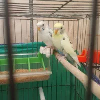 فروش دو عدد مرغ عشق نر و ماده