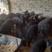 شیشک میش