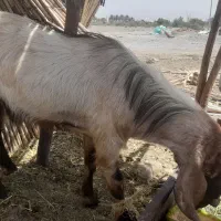 نری|حیوانات مزرعه|حور, |دیوار