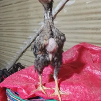 جوجه لاری