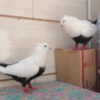 کفتر دمبی 2 جفت نر و ماده دم سیاه