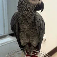 کاسکو ماده ۲ساله