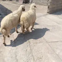 کاور ماده،جنس عالی