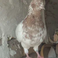 کبوتر