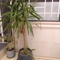 گل یوکا