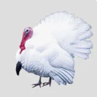 جوجه بوقلمون بیوتی ۶زرین فوق سنگین