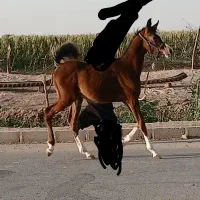 اسبی|اسب و تجهیزات اسب‌سواری|دزفول, |دیوار