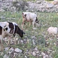 دو راس گوساله نر سیمنتال