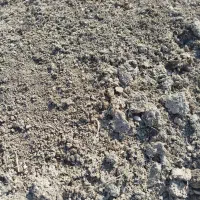 کودمرغ|گل و گیاه طبیعی|گناباد, |دیوار