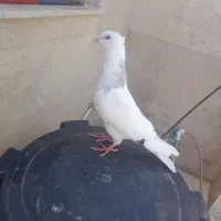 جوجه طوقی آبی