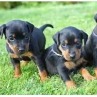 توله سگ دوبرمن