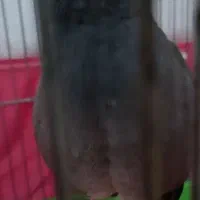 مینا ماده نیازمندیم