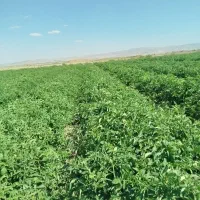 7هکتارزمین-با-آب-کافی-برای-صیفی-کاری-میخام