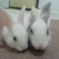 خرگوش