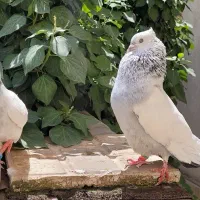 سینه آبی