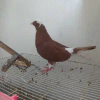 کفتر کبوتر قره سرخ زاغ دم