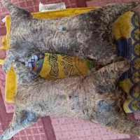 خیگ جای روغن