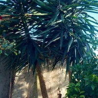 فروش گل یوکاتنه دار