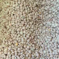 کالابرگ|خوردنی و آشامیدنی|مرودشت, ژیان|دیوار
