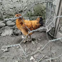 فریک هفت ماهه دونه ای ۷۰۰