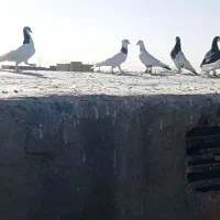 حیون زدوخوردی