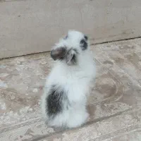واگذاری یک خرگوش لپ نزدیک به دوماه