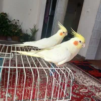 عروس هلندی دستی آماده جفت