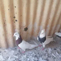 کفتر|پرنده|مشهد, ایثار|دیوار