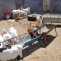 ۱۶ عدد بزغاله سان اصل و آلپاین دورگ مناسب تخم