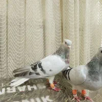 یک جفت شامی دم سفید